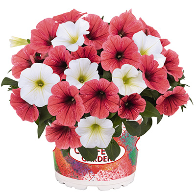 Petunia Mix-(Confetti-Duo-Garden-Coral-Reef)