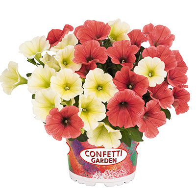 Petunia Mix-(Confetti-Garden-Duo-Banana-Split)