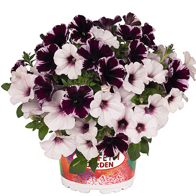 Petunia Mix-(Confetti-Garden-Duo-Marvelous-Orchid)