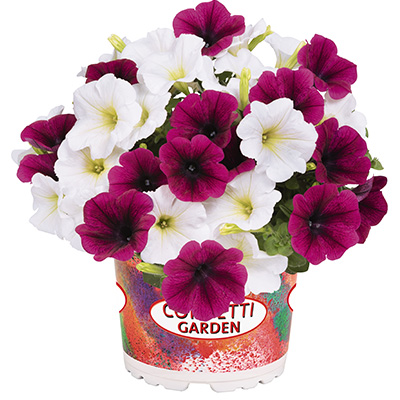 Petunia Mix-(Confetti-Garden-Duo-Purple-Reef)