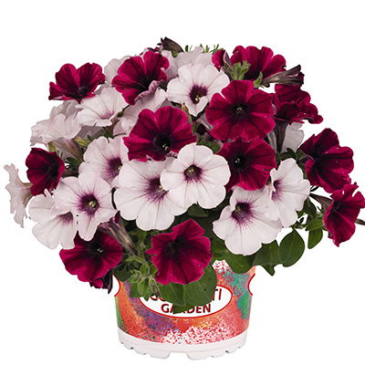 Petunia Mix-(Confetti-Garden-Duo-Stormy-Orchid)