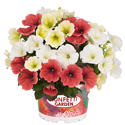 Petunia Mix-(Confetti-Garden-Petunia-Tropical-Sun)