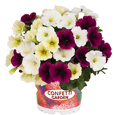 Petunia Mix-(Confetti-Garden-Petunia-Tropical-Sunrise)