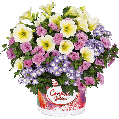 Petunia Verbena Calibrachoa Mix-(Confetti-Garden-Hygge-Bunny-Boo)