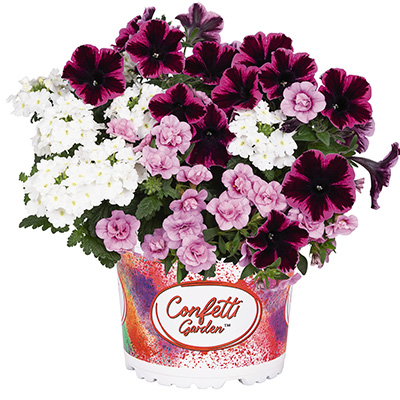 Petunia Verbena Calibrachoa Mix-(Confetti-Garden-Hygge-Fantastic-Kiss)