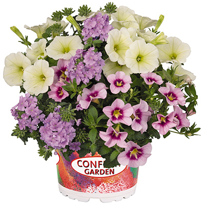 Petunia Verbena Calibrachoa Mix (Confetti-Garden-Hygge-Hunny-Bunny)