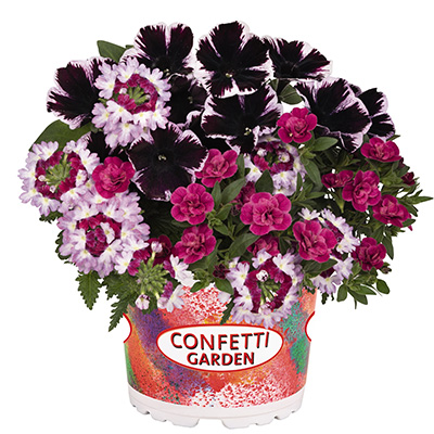 Petunia-Verbena-Calibrachoa-Mix-(Confetti-Garden-Hygge-Marvelous-Jewel)