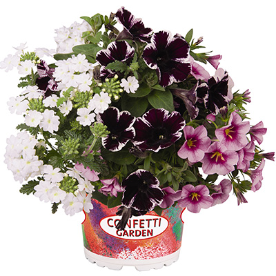 Petunia-Verbena-Calibrachoa-Mix-(Confetti-Garden-Hygge-Marvelous-Kiss)