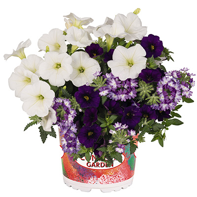 Petunia-Verbena-Calibrachoa-Mix-(Confetti-Garden-Mix-Beyond-the-Sea-2021)