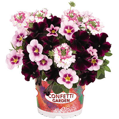 Petunia-Verbena-Calibrachoa-Mix-(Confetti-Garden-Mix-Pirate´s-Beauty)