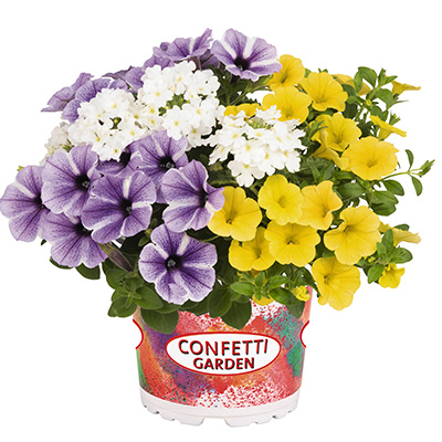 Petunia-Verbena-Calibrachoa-Mix-(Confetti-Garden-Mix-Starfish-05)