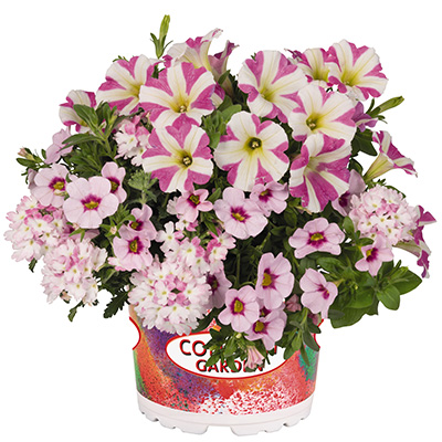 Petunia-Verbena-Calibrachoa-Mix-(Confetti-Garden-Tone-on-Tone-Pink)