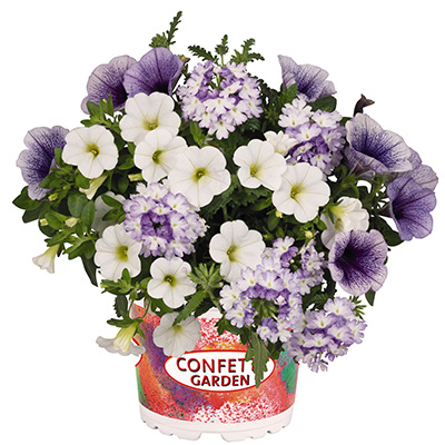 Petunia-Verbena-Calibrachoa-Mix-(Confetti-Garden-Tone-on-Tone-Shocking-Blue)