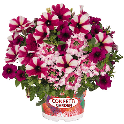 Petunia-Verbena-Calibrachoa-Mix-(Confetti-Garden-Tone-on-Tone-Shocking-Hot-Pink)