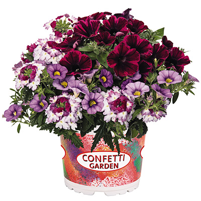 Petunia-Verbena-Calibrachoa-Mix-(Confetti-Garden-Tone-on-Tone-Shocking-Purple-2021)