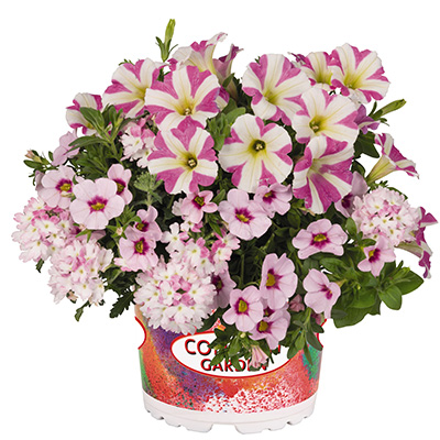 Petunia-Verbena-Calibrachoa-Mix-(Confetti-Garden-Tone-on-Tone-Shocking-Soft-Pink)