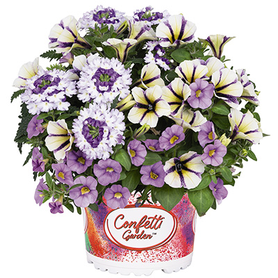 Petunia-Verbena-Calibrachoa-Mix-(Confetti-Garden-Tone-on-Tone-Shocking-Waterrose) Petunia-Verbena-Calibrachoa-Mix-(Confetti-Garden-Tone-on-Tone-Shocking-Waterrose)