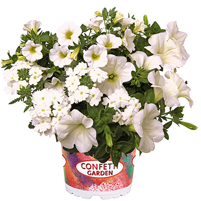 Petunia-Verbena-Calibrachoa-Mix-(Confetti-Tone-on-Tone-Garden-White-Win)