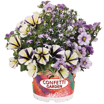 Petunia-Verbena-Lobelia-Mix-(Confetti-Garden-Hugge-Waterrose) Petunia-Verbena-Lobelia-Mix-(Confetti-Garden-Hugge-Waterrose)