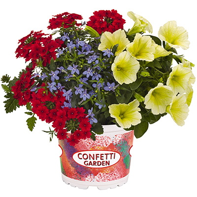 Petunia-Verbena-Lobelia-Mix-(Confetti-Garden-Mix-Water-Colours) Petunia-Verbena-Lobelia-Mix-(Confetti-Garden-Mix-Water-Colours)