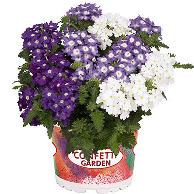 Verbena-Mix-(Confetti-Garden-Linda-Sky) Verbena-Mix-(Confetti-Garden-Linda-Sky)