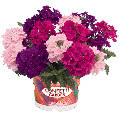 Verbena-Mix-(Confetti-Garden-Linda-Victoria-2021) Verbena-Mix-(Confetti-Garden-Linda-Victoria-2021)