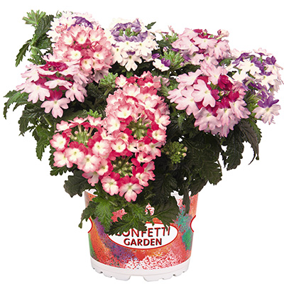Verbena-Mix-(Confetti-Garden-Wicked-Witch) Verbena-Mix-(Confetti-Garden-Wicked-Witch)