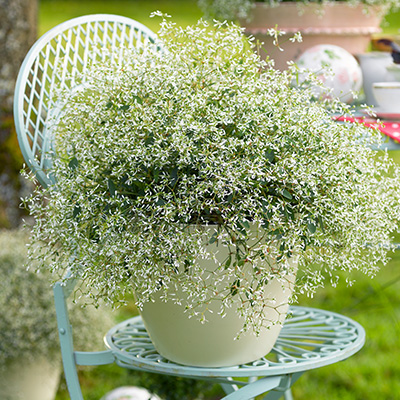 euphorbia  (Euphorbia-hypericifolia-Silverfog-White)