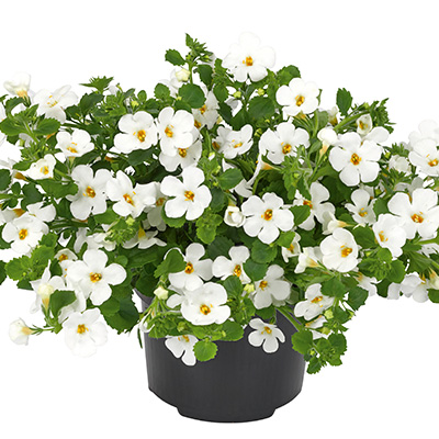 bacopa (Sutera-diffusus-Scopia®-Gulliver-Compact-White)