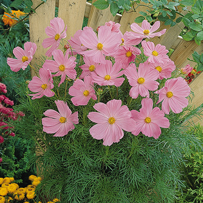 cosmea (Cosmos-bipinnatus-Symphony-Pink)