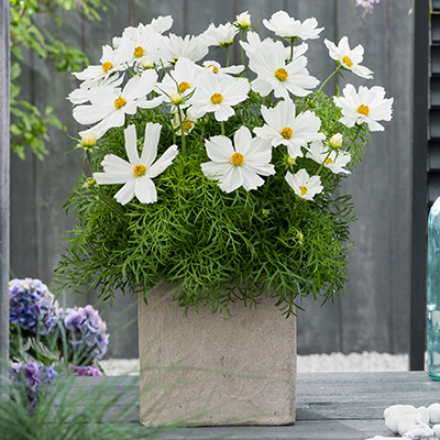 cosmea - Mexicaanse aster (Cosmos-bipinnatus-Symphony-White)