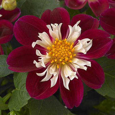 dahlia (Dahlia-coccinea-DahliettaTM-Surprise-Becky)