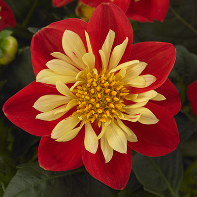 dahlia (Dahlia-coccinea-DahliettaTM-Surprise-Cindy)