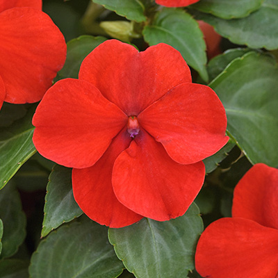 Raffinaderij Diplomaat agitatie vlijtig liesje (Impatiens-walleriana-Beacon-Bright-Red) - Tuinplanten DEN  KREUPEL