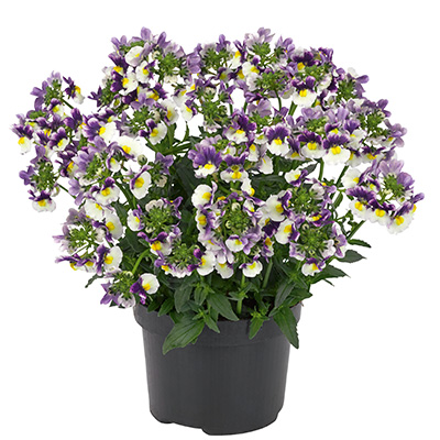 elfenspiegel (Nemesia-fruticans-Nuvo®-Blue-Bicolour-Impr)