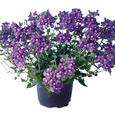 elfenspiegel (Nemesia-fruticans-Nuvo<sup>®</sup>-Blue)