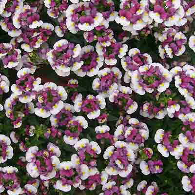 elfenspiegel (Nemesia-fruticans-Nuvo®-Purple-Bicolour)