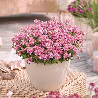 elfenspiegel (Nemesia-fruticans-Nuvo®-Rose)