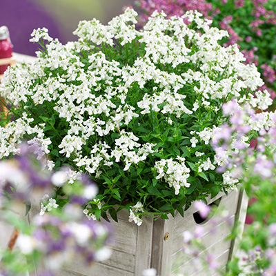 elfenspiegel (Nemesia-fruticans-Nuvo<sup>®</sup>-White)