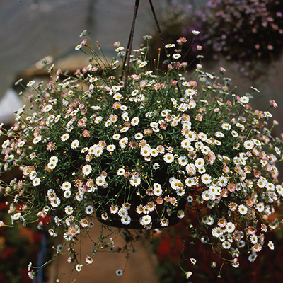 mexicaans madeliefje (Erigeron-karvinskianus-Profusion)