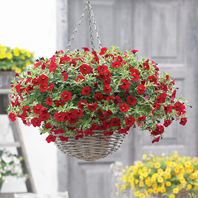 mini-hangpetunia (Calibrachoa-parviflora-Cabaret<sup>®</sup>-Bright-Red)