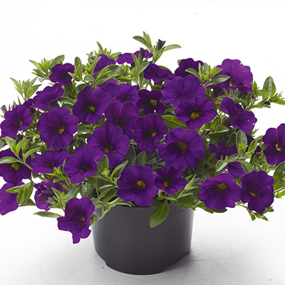 mini-hangpetunia (Calibrachoa-parviflora-Cabaret<sup>®</sup>-Dark-Blue)