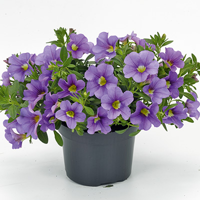 mini-hangpetunia (Calibrachoa-parviflora-Cabaret®-Lavender)