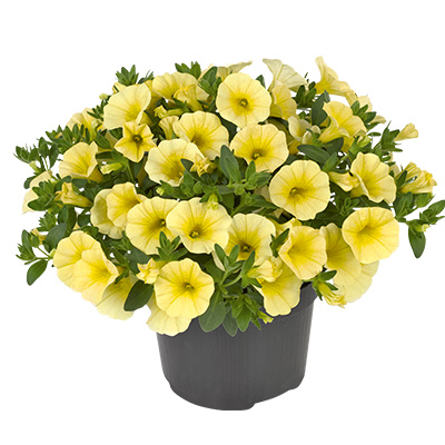 mini-hangpetunia (Calibrachoa-parviflora-Cabaret<sup>®</sup>-Lemon)