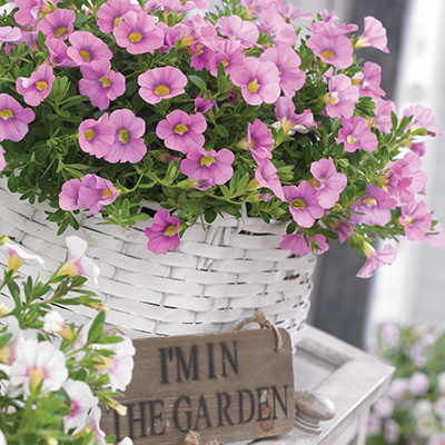 mini-hangpetunia (Calibrachoa-parviflora-Cabaret®-Light-Pink)