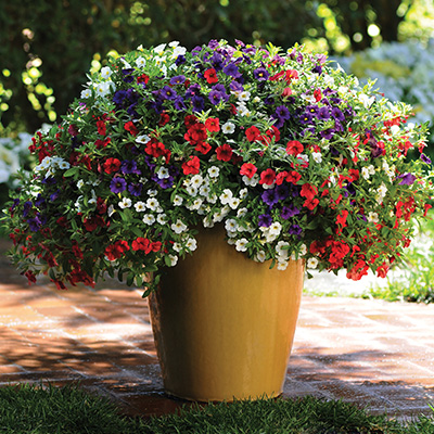 mini-hangpetunia 3-in-1 (Calibrachoa-parviflora-Cabaret®-MixMasters®-Cafe-de-Paris)