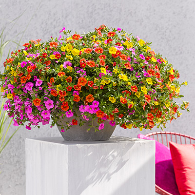 mini-hangpetunia 3-in-1 (Calibrachoa-parviflora-Cabaret®-MixMasters®-Candy-House)