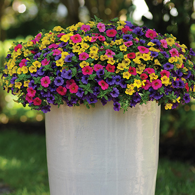 mini-hangpetunia 3-in-1 (Calibrachoa-parviflora-Cabaret<sup>®</sup>-MixMasters<sup>®</sup>-Copacabana)