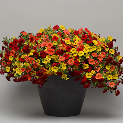 mini-hangpetunia 3-in-1 (Calibrachoa-parviflora-Cabaret®-MixMasters®-Firework)