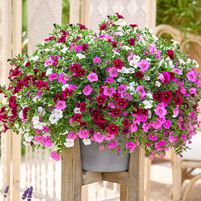 mini-hangpetunia 3-in-1 (Calibrachoa-parviflora-Cabaret<sup>®</sup>-MixMasters<sup>®</sup>-Pink-Paradise)